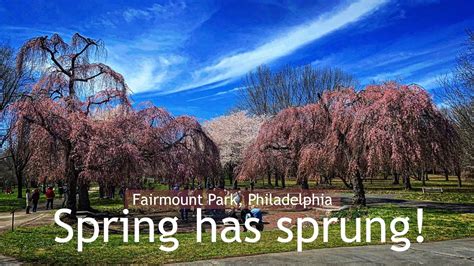 EXPLORING FAIRMOUNT PARK| CHERRY BLOSSOMS| PHILADELPHIA - YouTube