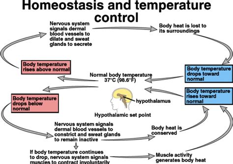 Thermoregulation - Homeostasis