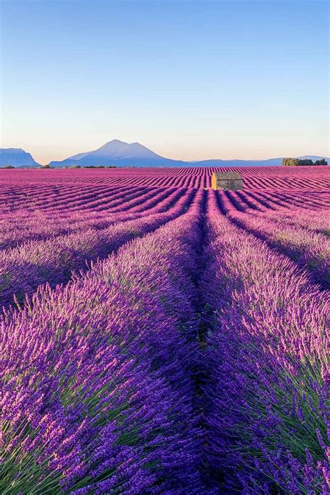 Complete Guide to Visiting the Lavender Fields in Provence, France ...