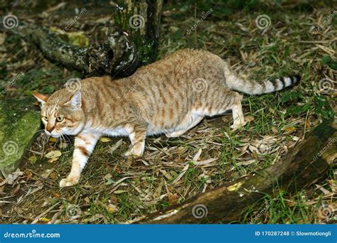 AFRICAN WILDCAT Felis Silvestris Lybica Stock Photo - Image of profile, standing: 170287248