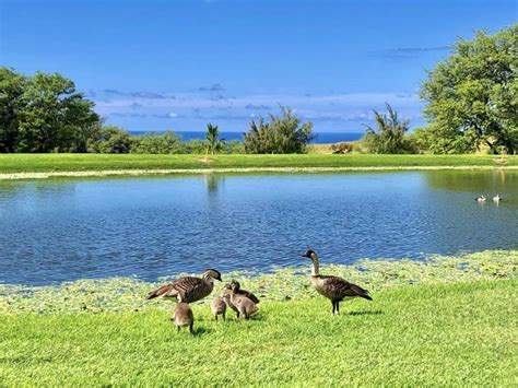 Waikoloa Village Golf - Hawaii Real Estate Market & Trends | Hawaii Life