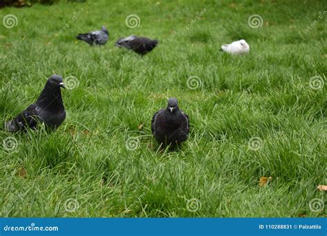 Rock Dove - Rock Pigeon - Nature Stock Image - Image of nature, black ...