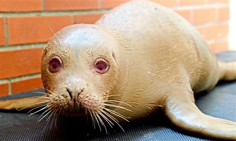 Albino seal abandoned by mother for being 'too ugly' nursed back to health | Daily Mail Online