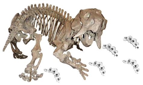 New research solves the 60-year-old paleontological mystery of a 'phantom' dicynodont