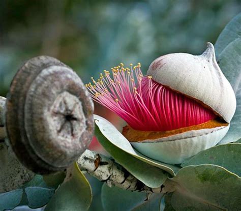 A Passion for Flowers: Gum Tree Flowers & Nuts