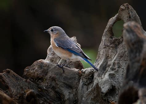 Robin Nest Photos, Download The BEST Free Robin Nest Stock Photos & HD ...