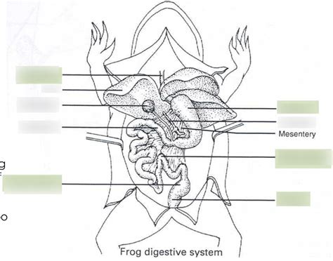 Frog Digestive System Diagram | Quizlet