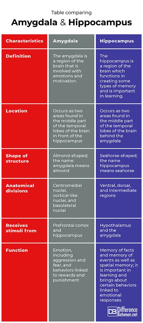 Difference Between Amygdala and Hypothalamus | Difference Between