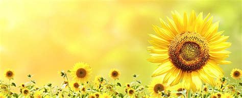 Sunflower banner background Sunflowers Background, Background Banner ...