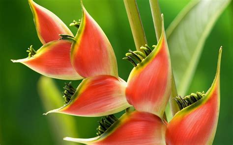 tropical, Flowers Wallpapers HD / Desktop and Mobile Backgrounds