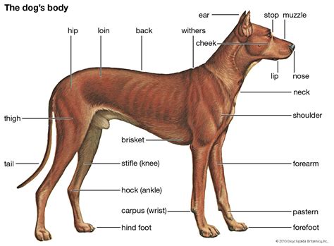 Diagram Of Dog Body Parts