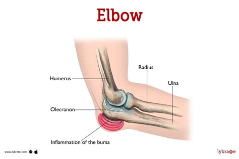 Correctly IDENTIFY Elbow Joint Anatomical Features - MASTER The Skill!