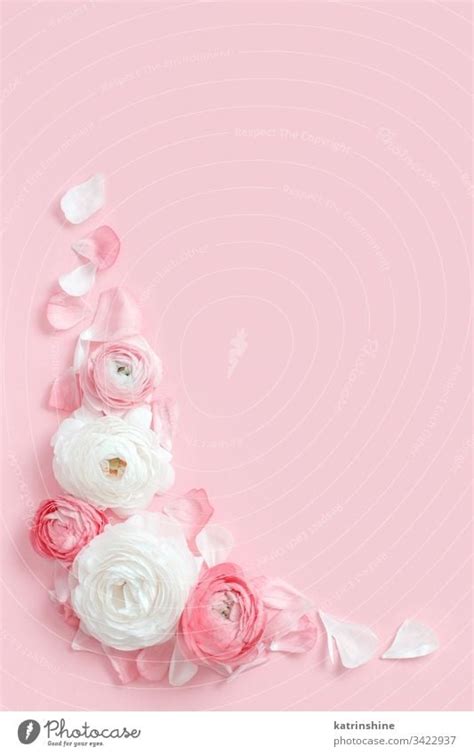 89 Background Flower Light Pink Images & Pictures - MyWeb