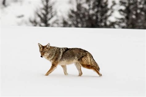 The Complete Guide to Wildlife Viewing in Banff National Park