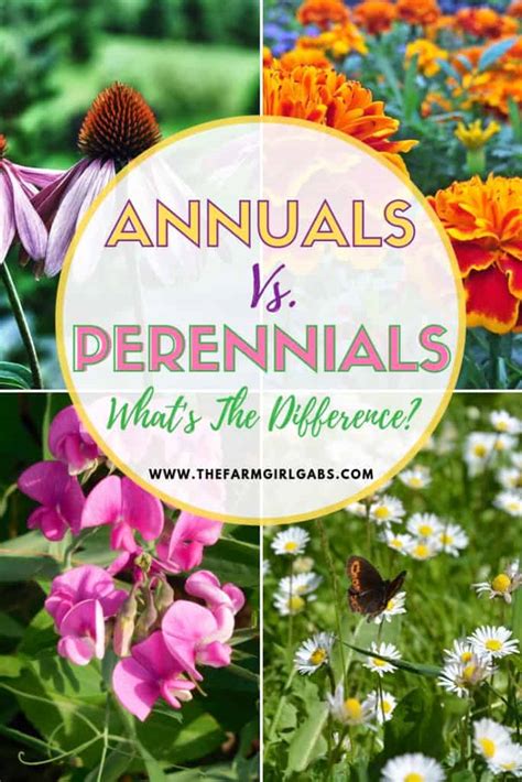 What's the Difference Between Annual and Perennial Flowers? - The Farm ...