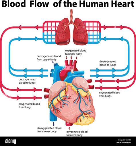 15 Diagram Of Heart In Human Body | Robhosking Diagram