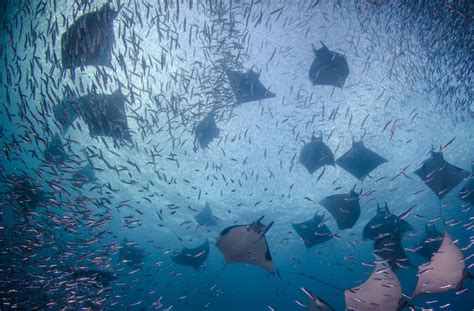 World's only known pink manta ray spotted off Australian coast: 'At ...