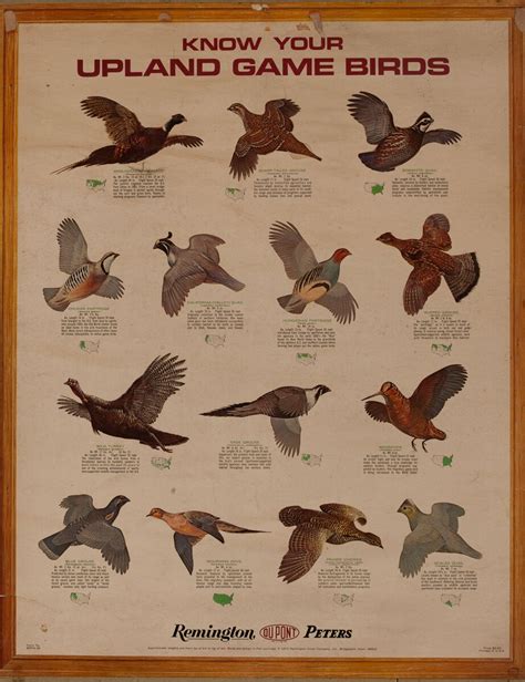 Remington Ammo Know Your Upland Game Birds | David Pollack Vintage Posters