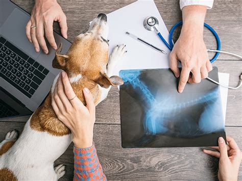 Digital X-Ray – Healthy Paws – Limassol Veterinary Services