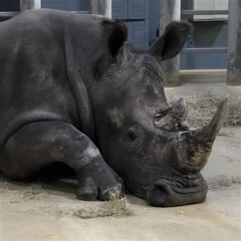 Nashville Zoo Announces Two New Animals - Rutherford Source