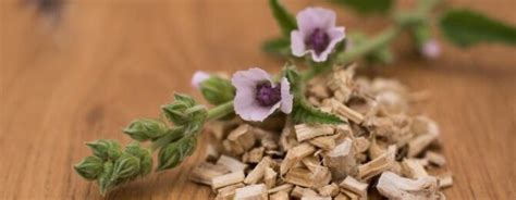 Marshmallow Medicinal Uses (Althaea officinalis) - Seeds and Plants