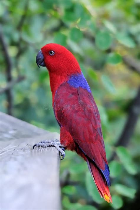 Red Parrot stock photo. Image of headshot, avian, animal - 8237172