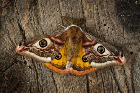 Black Moth Identification