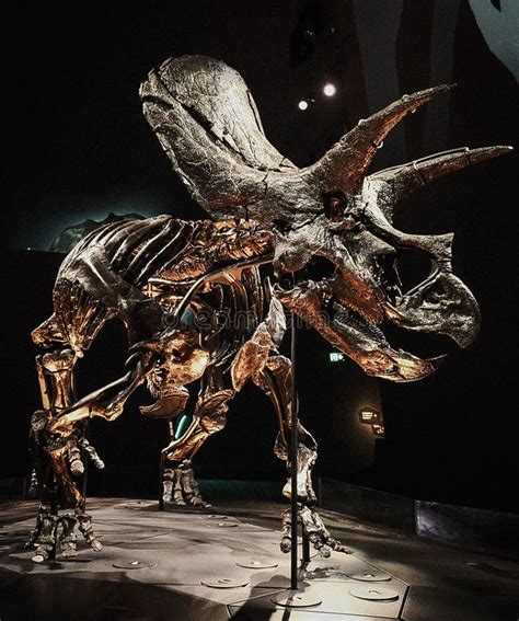 Vertical Shot of a Triceratops Fossils in the Melbourne Museum ...