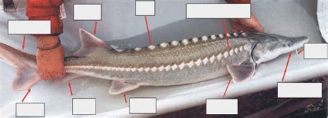 Index of /sturgeon/School_Curriculum/Curriculum Package EDITED/Sturgeon Anatomy