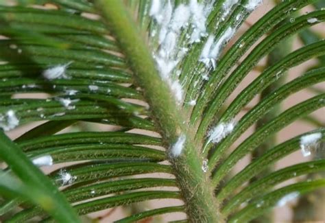 How To Get Rid And To Cure Fungus On Palm Trees