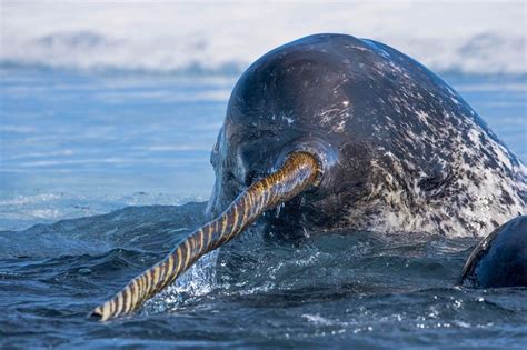 The horn of a narwhal : natureismetal