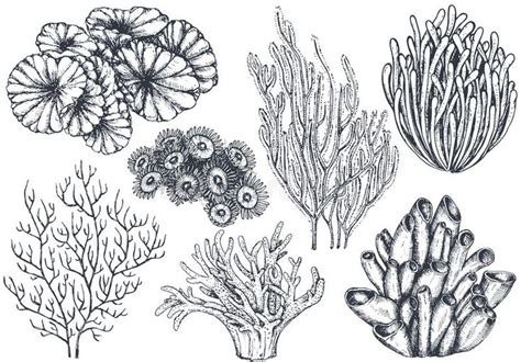 Vector collection of hand drawn ocean plants and coral reef elements. In sketch , #sponsored, # ...