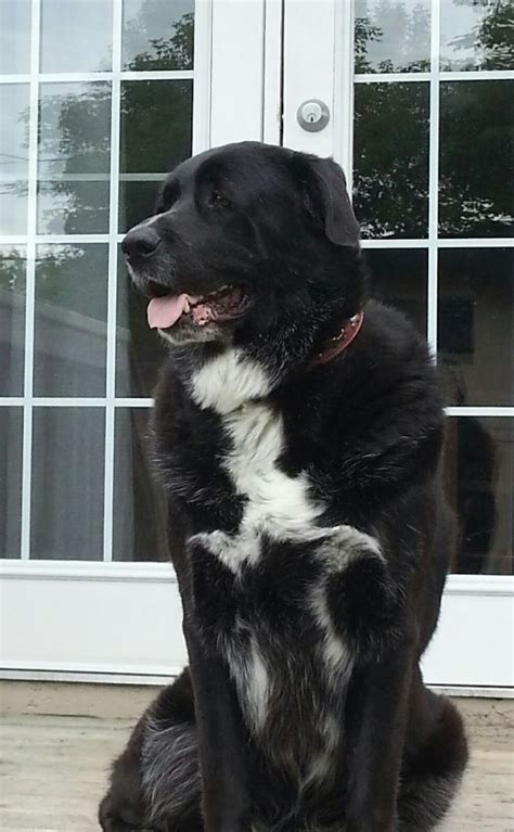 My beautiful Oscar Great Pyrenees cross black lab. | Great pyrenees ...