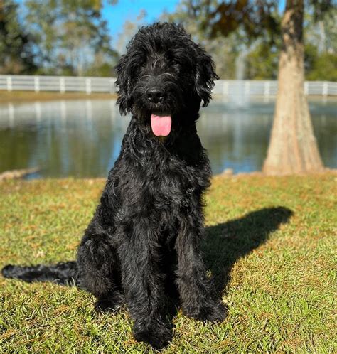 Things You Didn't Know About Black Goldendoodles!, 57% OFF