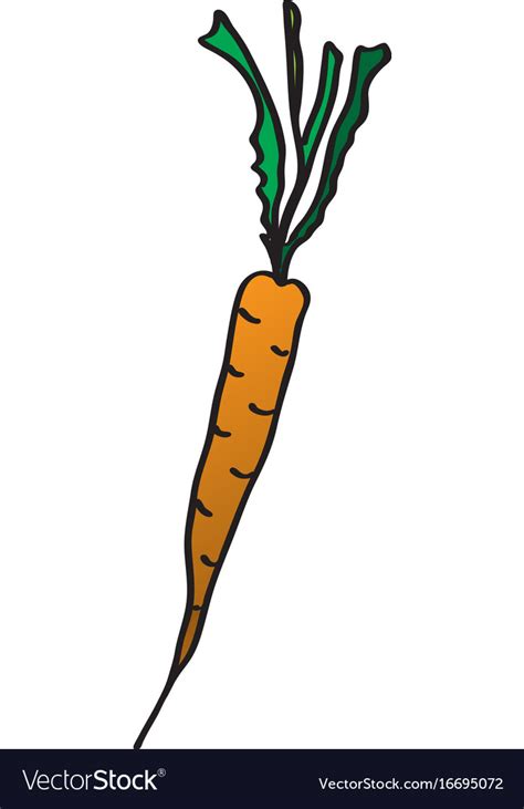 Cartoon carrots drawing Royalty Free Vector Image