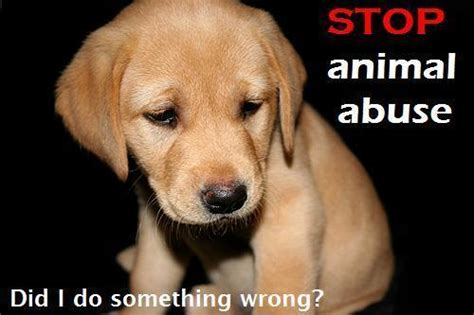 Stop animal abuse!!! - Animal Rights Photo (10822026) - Fanpop