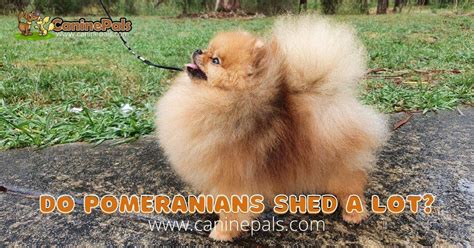 Pomeranian Shedding Guide: How to Deal with Pomeranian Shedding - Canine Pals