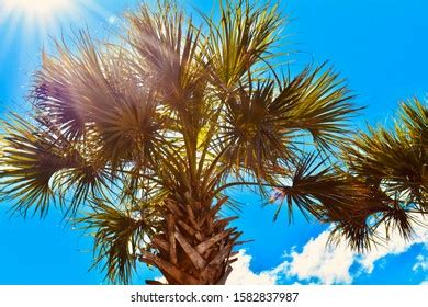 Jellyfish Wire Basket Stock Photo 1582846927 | Shutterstock