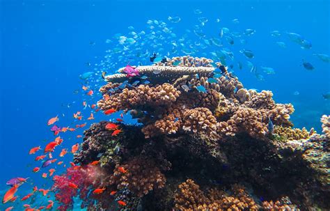 Snorkeling Cruise Ship Guests Fiji/Ocean Ventures Fiji/Savusavu, Fiji