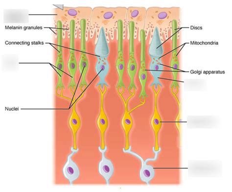 Retina Layers Diagram | Quizlet