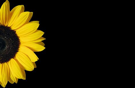 Sunflower Yellow Black - Free photo on Pixabay - Pixabay