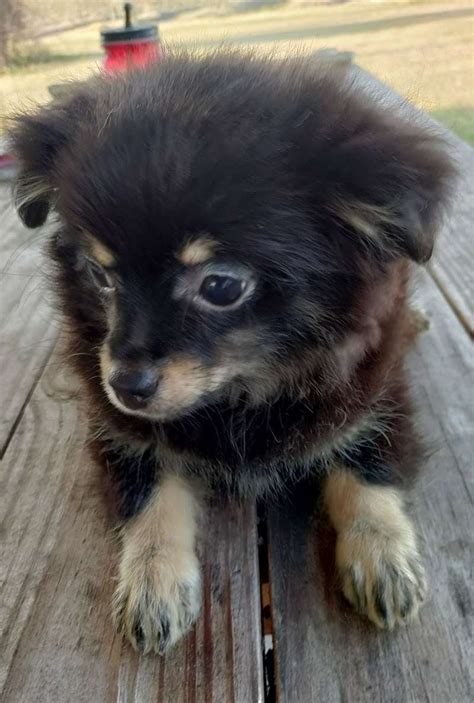 Pomchi Puppies for Sale