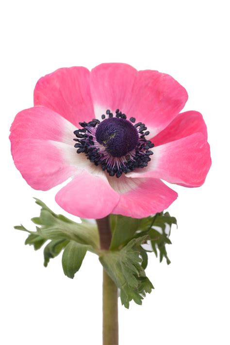 Coral Anemones – Bloomingmore