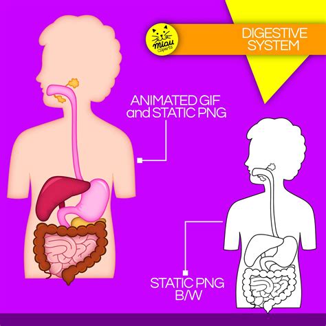 Digestive System Clip Art Printable Png and Animated Gif - Etsy