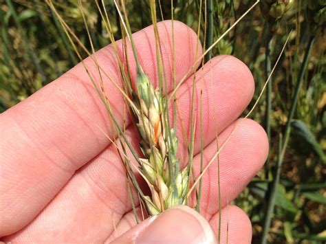 Wheat Disease Update: April 16, 2016 | Mississippi Crop Situation