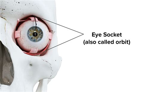 Eye Socket Bone Anatomy