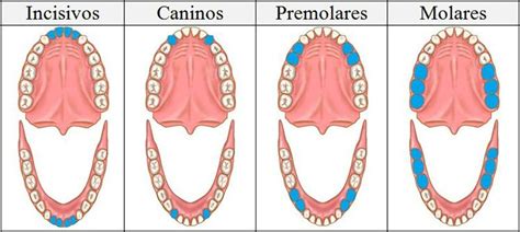 LOS DIENTES | Sus Partes, Estructura y Funcion | DENTAL KREBS