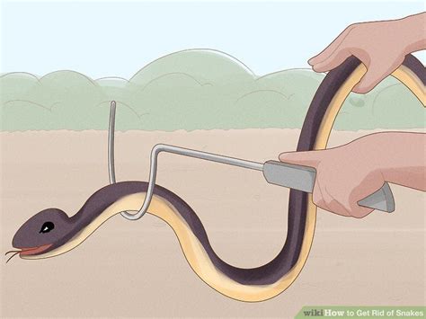 3 Ways to Get Rid of Snakes | Snake repellant, Bed bugs infestation, Snake