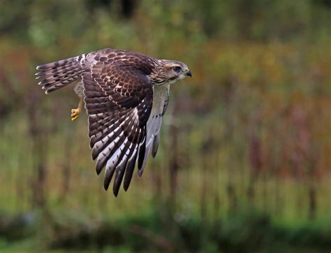 Broad-winged Hawk | Audubon Field Guide