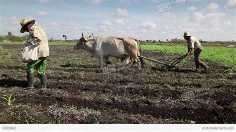 Manual Work With Group Of Cuban Farmers Working In Fields Stock video footage | 6765862